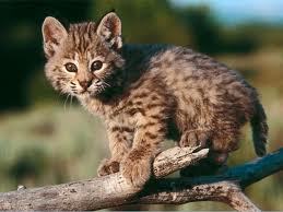 .bobcat