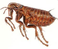 .flea