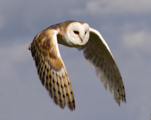 .owl